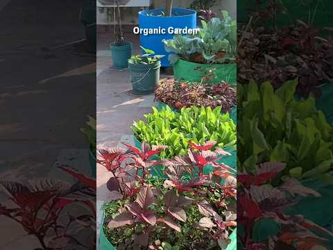 Organic Vegetable Gardening #youtubeshorts #organicgardening #terracegarden