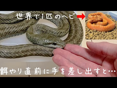 餌やり前にアオダイショウの口元に手を差しすと…【蛇の飼育】♦️When you reach out to the mouth of the rat snake ...