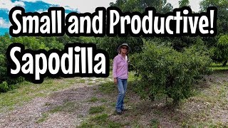 HOW TO Keep Sapodilla Small and Productive