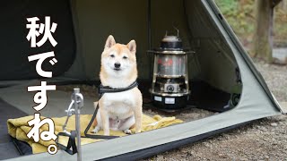 【犬連れキャンプ】若杉高原おおやキャンプ場 こもれびの森サイトで秋キャンプ（兵庫）