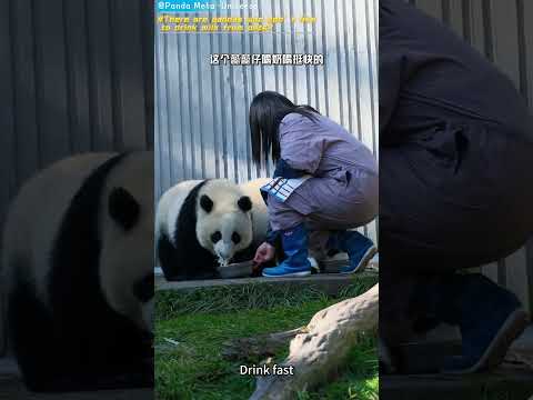 竟然有熊猫不爱喝盆盆奶？ There are pandas who don’t like to drink milk from pots? #panda #cute #funny#giantpanda