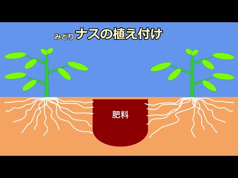 【緑ナスの植え付け Green eggplant cultivation】家庭菜園29年目 無農薬有機栽培