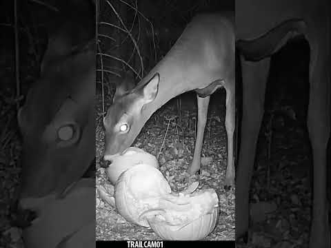 WHO KNEW Deer LOVE the taste of pumpkins so much! #wildlife #trailcam #whitetaildeer #pumpkin