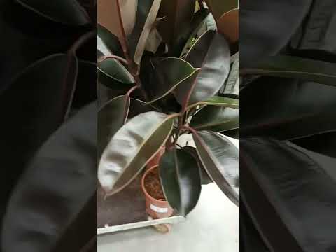 Vlog #1060 Ficus Elastica / Rubber Plants  For Sale At IKEA Store