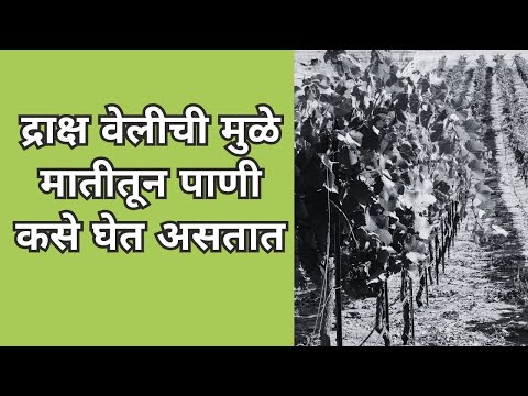 द्राक्ष वेलीची मुळे मातीतून पाणी कसे घेत असतात | How grapevine roots take water from the soil