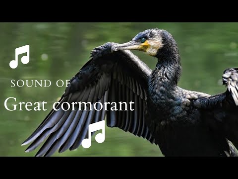 👉 S34 Great Cormorant ( Phalacrocorax carbo ) | Cormoran mare