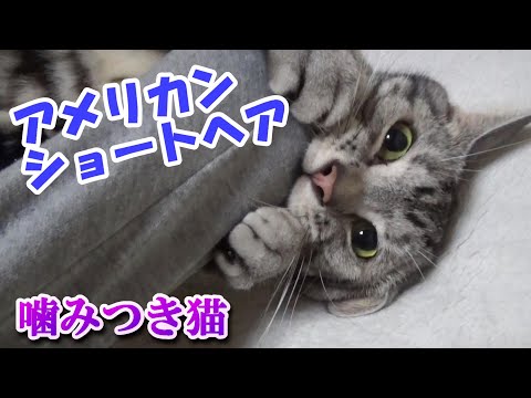 襲ってくる噛みつき猫（アメリカンショートヘア）