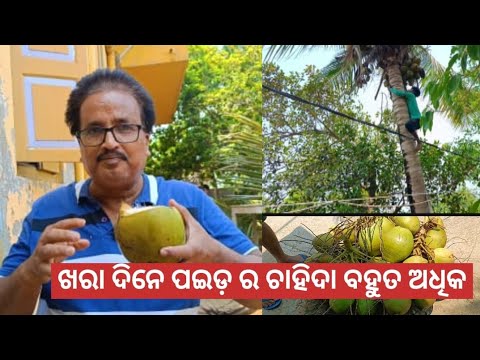 ଖରା ଦିନେ ପଇଡ ର ଚାହିଦା ବହୁତ ଅଧିକ@basanta_sir_kitchengarden#youtube#viral #farming