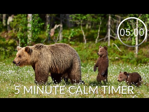 Countdown Timer 5 Minutes With Relaxing Music For Concentration ⏲  Bears 🐻 5 minute timer calm music