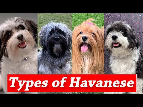 Different Markings And Types of Havanese Dogs | Types of Havanese Colors