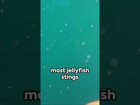 WHAT ATTRACTS JELLYFISH TO HUMANS