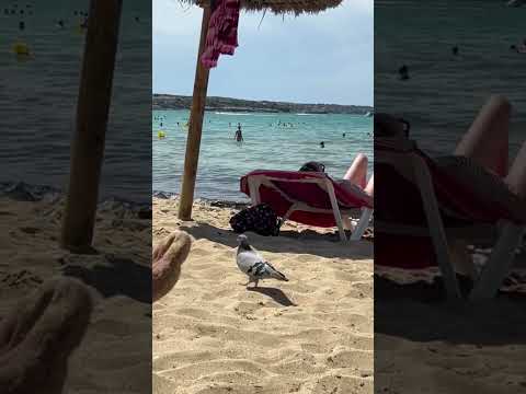 Pigeon on the beach 🏝#playadepalma #palmademallorca