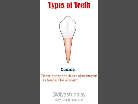 types of teeth - #shortsvideo  - #shorts - #diyasfunplay - teeth types