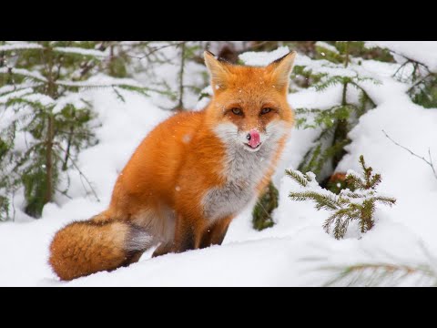 Лиса зимой.fox in winter