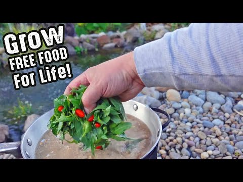 Plant this Food Crop once and FEED your family nutritious FREE FOOD for Life!