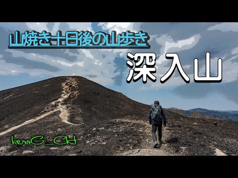 【深入山 Walk the charred mountain】山焼き十日後の山歩き