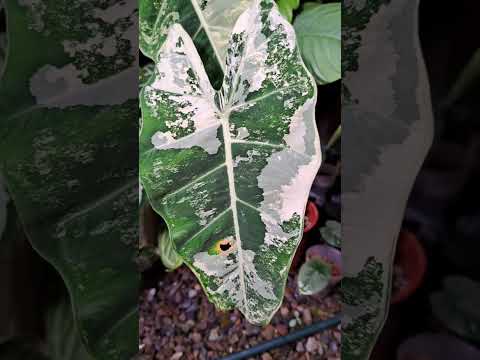 斑葉絨葉觀音蓮 Alocasia micholitziana Variegated #plants #植物 #alocasia