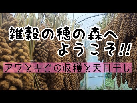 【雑穀栽培記録】アワとキビをを収穫します