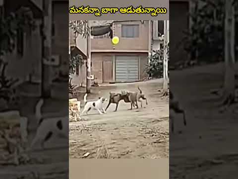 ఈ కుక్క🐕‍🦺ఆడనివ్వట్లేదని కంప్లైంట్ ఇస్తుంది😆 #shorts #funnydogs