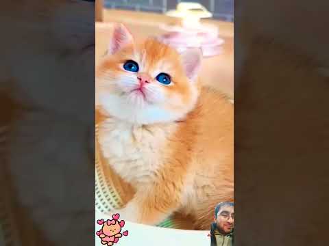 #cat #catlover #kitten #cute #cutecat #kucinglucu #funny #shortscat #catvideos #kittycat