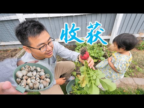 自家种的萝卜收获了，赶海去挖蛤蜊(新西兰 Harold Vlog 825)