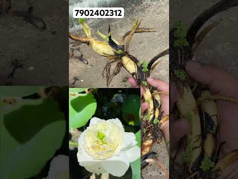 7902402312 whatsapl #malayalam #garden #garden #trending #ytshorts #youtubeshort