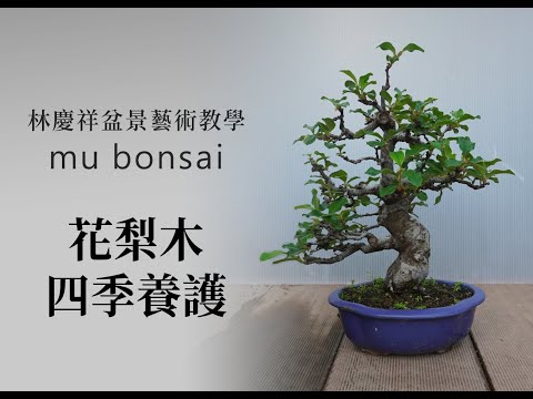 春∣花梨木整年的管理照顧 ◤林慶祥盆景藝術教學◢ Bonsai in Taiwan