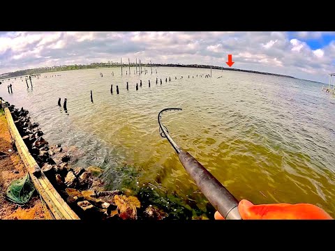 Fishing for GIANTS from my Backyard Seawall....[EPIC Hookups]