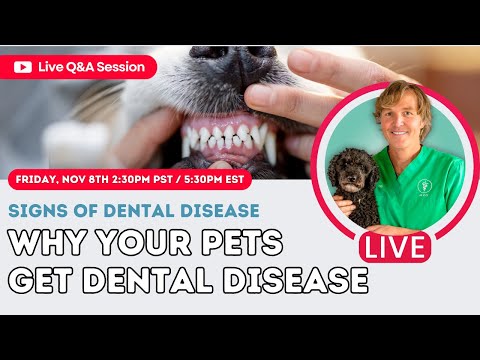 Why Pets Get Dental Disease: Livestream with Dr. Jones