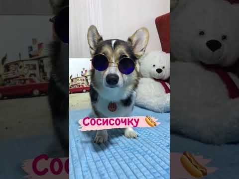 СМЕШНЫЕ ЖИВОТНЫЕ | КАЖДАЯ ДЕВУШКА В 2 ЧАСА НОЧИ 😂