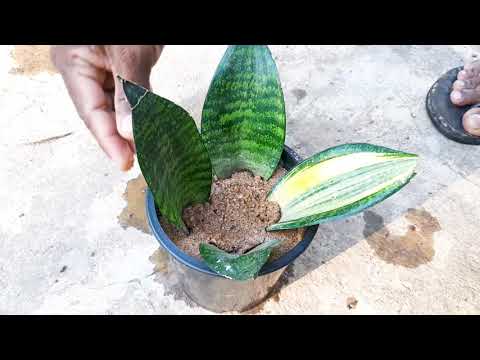 ZZ Plant Propagation / sansevieria propagation / Learn Gardening