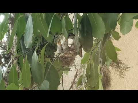 Hummingbird mother Flora feeding her fledging babies in the nest(10:50AM 12/21/2021)