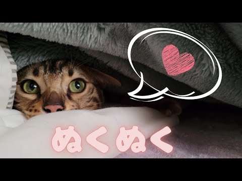 天日干し布団でとろけちゃった猫