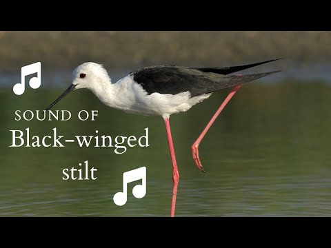 👉 S31 Black-winged stilt (Himantopus himantopus) | Piciorong