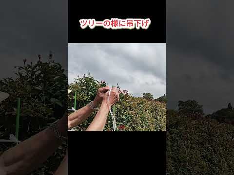 【ナスの枝ツリー】花が咲き出したら3~4本仕立ての枝に紐掛け＃shorts　＃ナスの栽培＃ナスの育て方