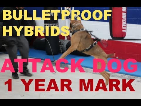 building the bulletproof hybrid attack dog k9 dog training bite protection dogs