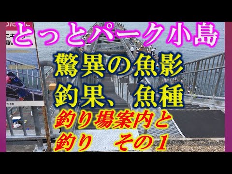 驚異の魚影と釣果！大阪とっとパーク小島の釣り場案内と釣り　その１案内