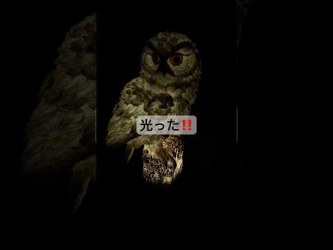 電気代要らず！フクロウの正体は？#shorts #light #フクロウ