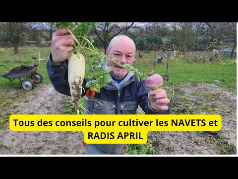 Comment faire du bon navet dans votre jardin ici récolter et entreposer au garage au sec