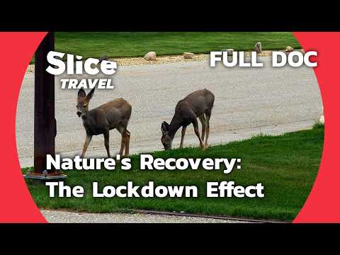 How Lockdowns Revived Nature's Balance | SLICE TRAVEL | FULL DOC