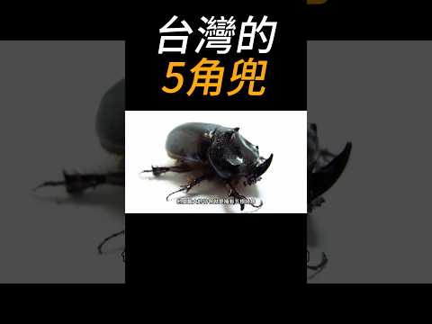 台灣的5角兜 #科普 #insects #兜蟲