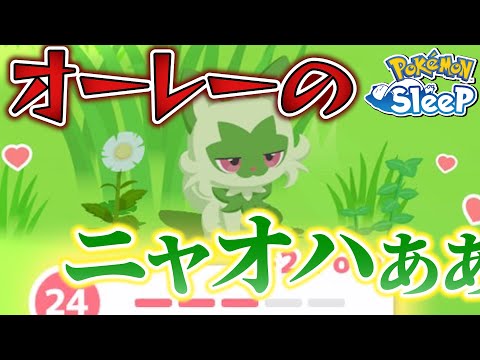 俺のニャオハはこれだぁぁ(暫定)【ポケモンスリープ】