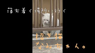 【今戸神社】招き猫なみちゃん ただただ癒される動画