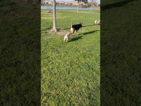 When you think you're a big dog, so you play with the biggest dog at the dog park 😅🐕🥰 #Mochi #Pugs