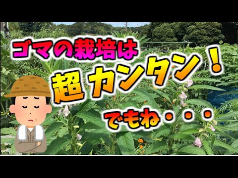 ゴマの栽培は超カンタン！ほぼ放置。でもね・・・・