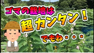 ゴマの栽培は超カンタン！ほぼ放置。でもね・・・・