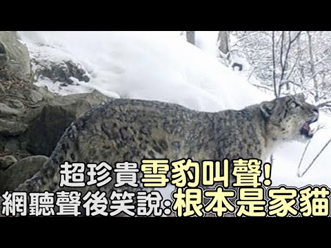 超珍貴的雪豹叫聲！鏡頭記錄下「求愛畫面」,網友聽聲音後笑說：根本是家貓啊～｜搞笑｜雪豹｜可愛動物