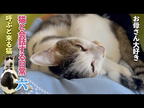 【おしゃべり猫】愛猫と親子のように会話する日常 | 膝から離れない猫 | [生まれ変わりの猫] 六 (Roku)