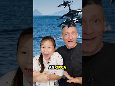 Orcas or Killer Whales | Nature's Animal Wonders | STEM with Ailani's Little World