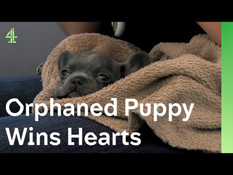 Orphaned puppy finds a loving home | The Dog House 🐶 | Kevin the French Bulldog puppy